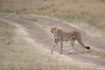 Cheetah male walking and looking for prey in Masai Mara National Park in Kenya