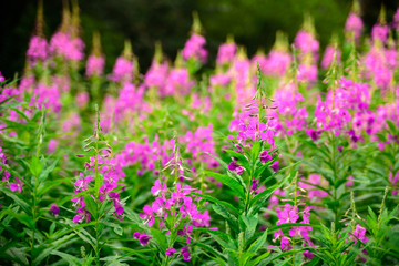 Field of fireweed in bloom