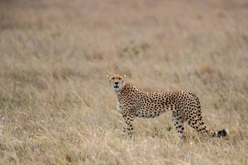 Cheetah male walking and looking for prey in Masai Mara National Park in Kenya