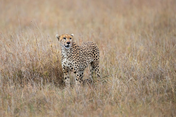 Fototapeta na wymiar Cheetah male standing next to his prey after eating a part of it in Masai Mara National Park in Kenya