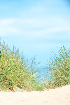 Dune with beach grass on Sylt island. © ryszard filipowicz
