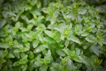 Fresh, organic green mint
