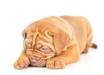 Sad puppy lying and looking down. isolated on white background