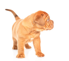 Portrait of a Bordeaux puppy standing and looking away. isolated on white background