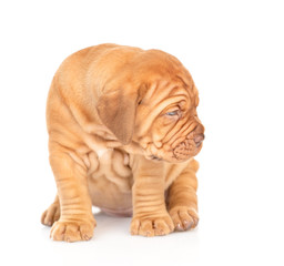 Bordeaux puppy sitting and looking away and down. isolated on white background
