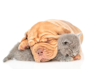 Sleepy puppy hugging baby kitten. isolated on white background