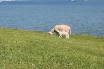 Fototapeta premium Sheep grazing in green fields at the coast