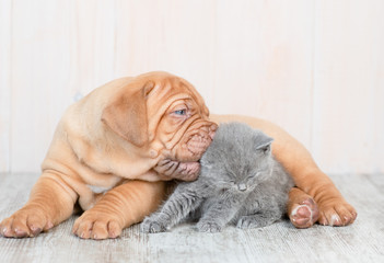 Playful puppy biting kitten on the floor at home