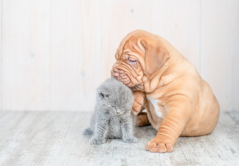 Playful puppy kissing kitten on the floor at home. Empty space for text