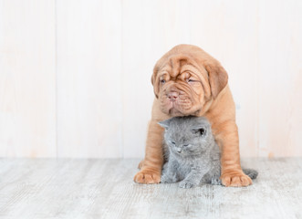 Puppy embracing kitten on the floor at home. Empty space for text