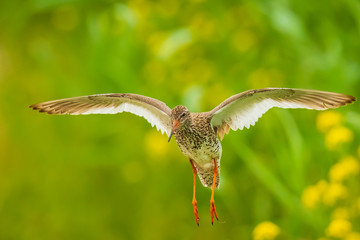 common redshank tringa totanus wader bird in flight