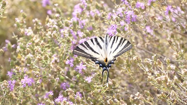 A beautiful white butterfly is collecting nectar from flowers