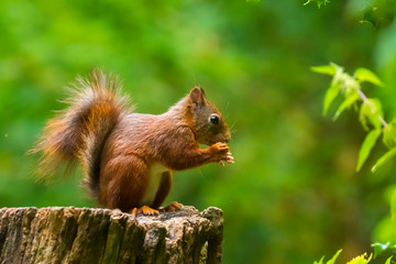 Closeup of a Eurasian red squirrel, Sciurus vulgaris, eating nuts in a forest.