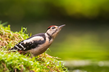 Closeup of a great spotted woodpecker (Dendrocopos major) perched in a forest