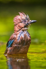 Closeup of a wet Eurasian jay bird Garrulus glandarius washing, preening and cleaning in water.