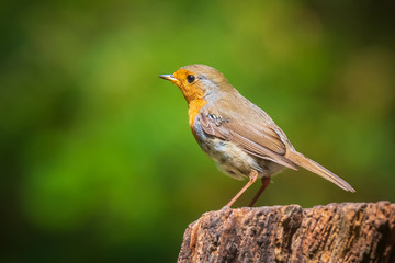 European robin bird (Erithacus rubecula) perched