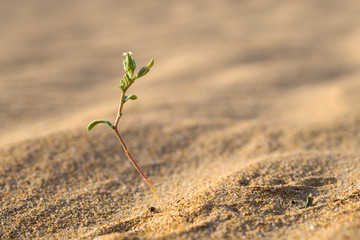 young plant in the desert