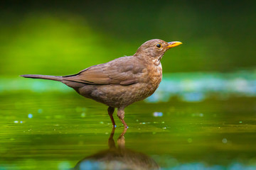 Closeup of a Common Blackbird female, Turdus merula washing, preening, drinking and cleaning in water.