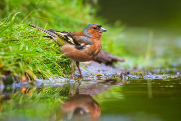 Closeup of a male chaffinch, Fringilla coelebs, drinking water