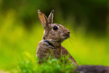 Closeup of a wild Rabbit Oryctolagus cuniculus in a forest