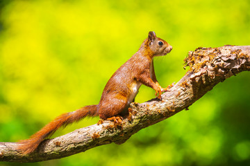 Curious Eurasian red squirrel, Sciurus vulgaris, running and jumping through trees in a forest