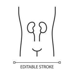 Healthy kidneys linear icon. Human organ in good health. Wholesome urinary system. Thin line illustration. Contour symbol. Vector isolated outline drawing. Editable stroke