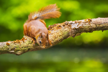 Curious Eurasian red squirrel, Sciurus vulgaris, running and jumping through trees in a forest
