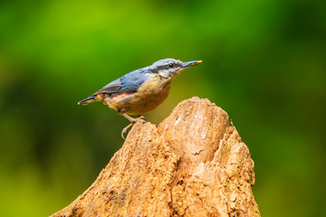 Eurasian or wood nuthatch bird (Sitta europaea) perched on a branch, foraging in a forest