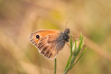small heath butterfly (Coenonympha pamphilus) resting