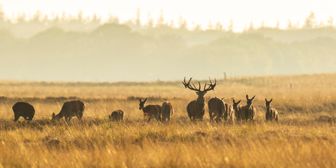 Herd of red deer cervus elaphus rutting and roaring during sunset - obrazy, fototapety, plakaty