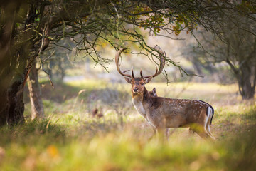 Fallow deer Dama Dama stag in Autumn - obrazy, fototapety, plakaty