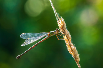Detail closeup of a western willow emerald damselfly Chalcolestes viridis