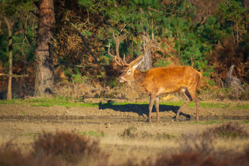 Male red deer, cervus elaphus, during rutting season