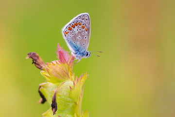 Common Blue butterfly, Polyommatus icarus, resting