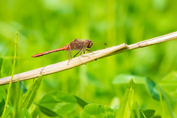 Red male Common Darter (Sympetrum striolatum) resting in a green meadow
