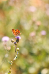 knapweed fritillary, Melitaea phoebe, butterfly resting and pollinating