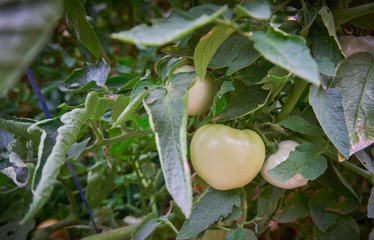 Organic, fresh and healthy tomatoes
