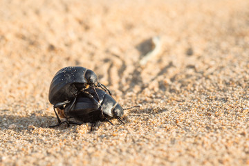 black beetles