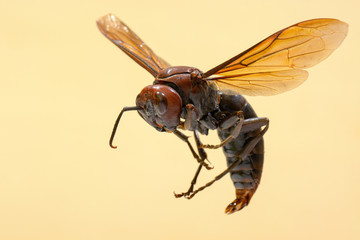 Giant brown paper wasp, known by the scientific name Polistes gigas