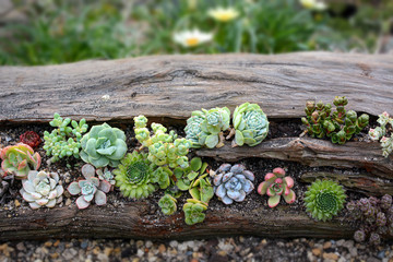 Assorted cute succulent plants growing on a log