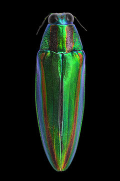 Colorful tamamushi or jewel beetle, known by the scientific name Chrysochroa fulgidissima