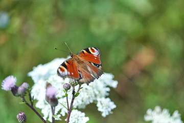 A butterfly on wildflower. Copy space, 