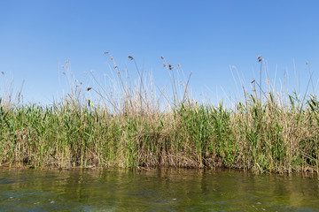 Rushes on the river bank