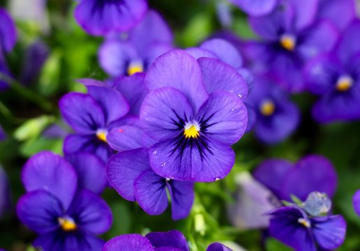 A Close View On The Purple Flowers In The Garden.