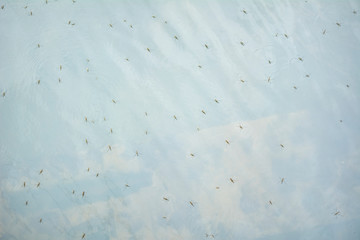 The lake water is full of floating insects.
