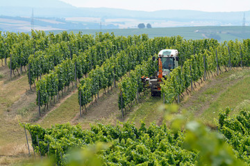 weinlaubschnitt im juli © lotharnahler