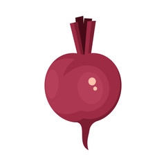 Vector illustration of beet and beetroot icon. Collection of beet and diet stock symbol for web.