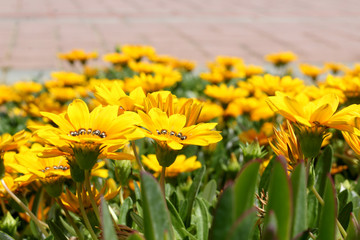  Yellow flowers gazanya selective fokus.