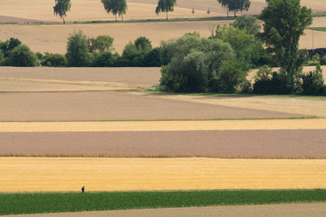 wanderer in rheinhessischer sommerlandschaft
