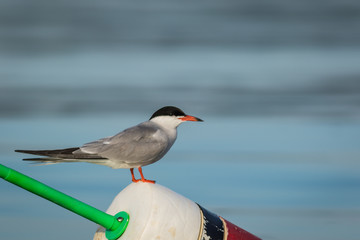 Arctic Tern (Sterna paradisaea) on red, white and black lobster buoy on a sunny summer morning, Muscongus Bay, Maine